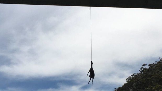 A deer hanging from Alfords Point Bridge. 
