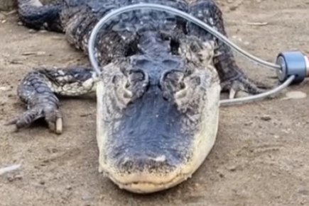 Alligator found in a Brooklyn park.