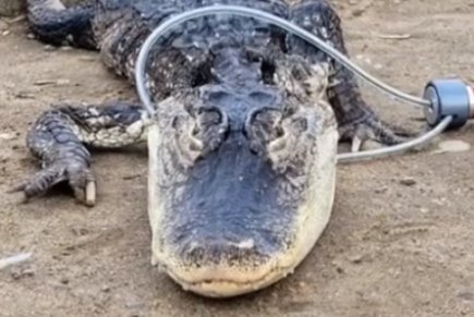 An alligator found in a Brooklyn park.