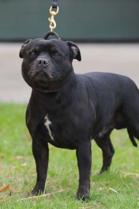 A Staffordshire bull terrier, not the dog involved in the fatal attack.