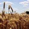WA's summer grain harvest the second biggest on record