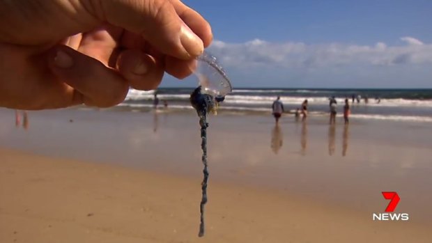Some Queensland beaches were closed as hundreds of swimmers were treated for bluebottle stings on Sunday.