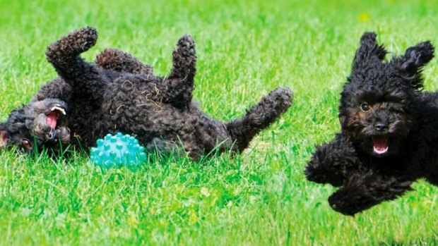 Dogs can teach us to be far more playful, so get on it.