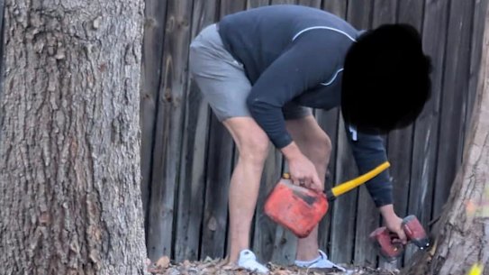 Inner West Council says it is aware of a photo taken by a local showing a man appearing to drill into a tree at Allman Park.