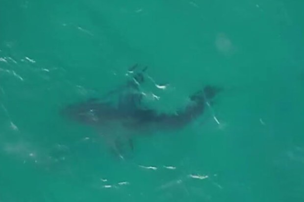 A Great White Shark spotted swimming off the shore of Sydney's Bondi Beach.