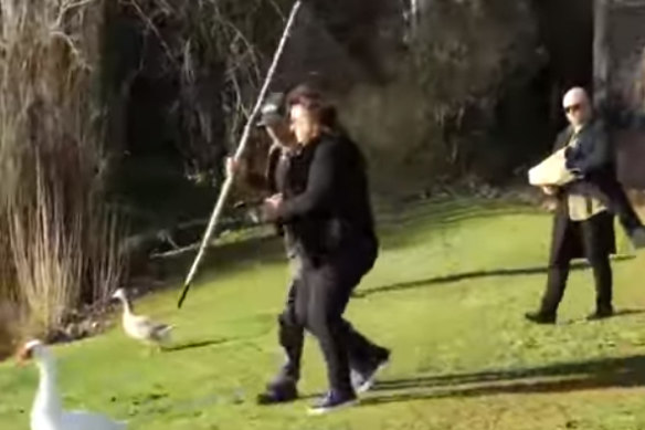 Lake House owner Alla Wolf-Tasker clashes with a council goose remover on Monday.