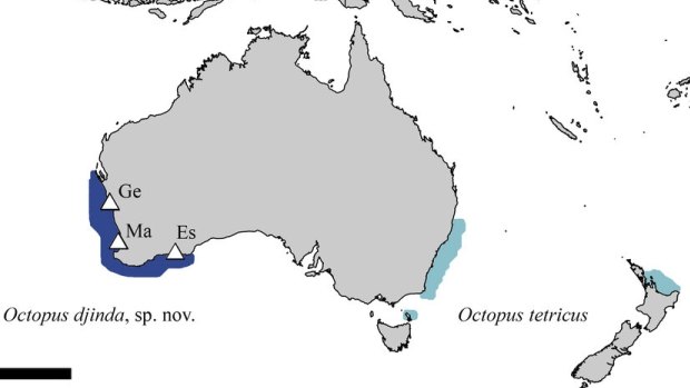 The distribution of octopus djinda and octopus tetricus in Australia and New Zealand.