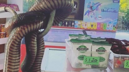 Venomous snakes slither into school tuckshop and office