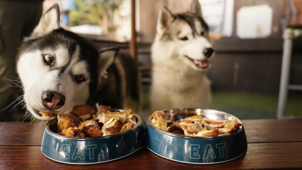 It’s a dog’s life: Perth’s canine-friendly cafes feeding your furry friends