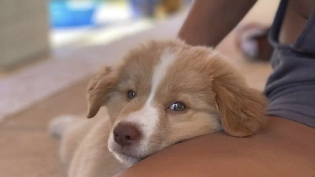 Kellie Baker says purebred border collie puppy Ohana was worth the price tag. 