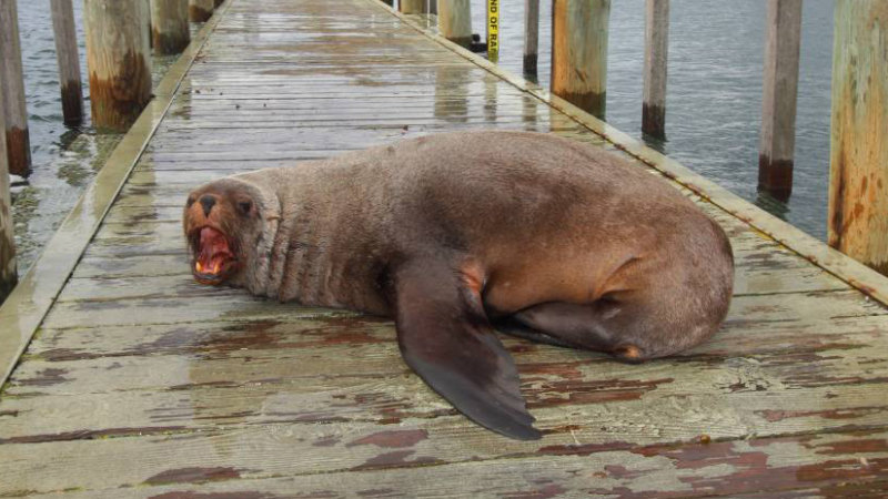 The Sorry Tale Of Sammy The Seal Who Never Needed That Free Feed