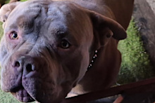 Police are patrolling nearby streets after the Pitbull mauled a smaller dog to death and took off in Pascoe Vale.