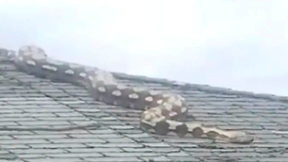 ‘It’s moving and it’s huge!’: 5.5m-long snake on US roof horrifies ...