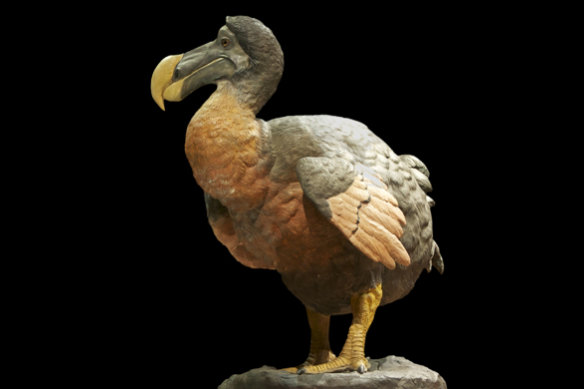 A plaster and wax model of a dodo, made by taxidermists of the French National Museum of Natural History in Paris.