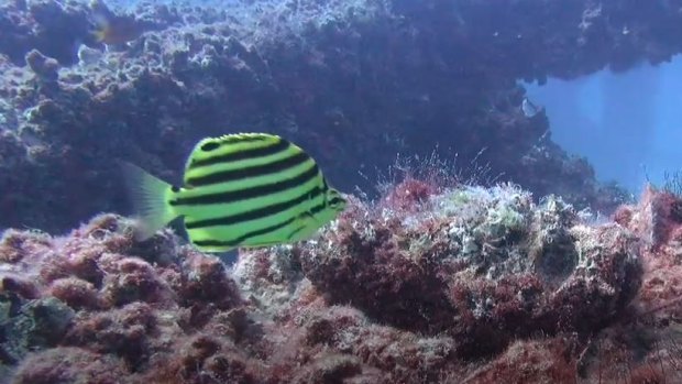 Fish soon become attracted to artificial reefs, shown by the history of eight previous  artificial reefs in Moreton Bay.