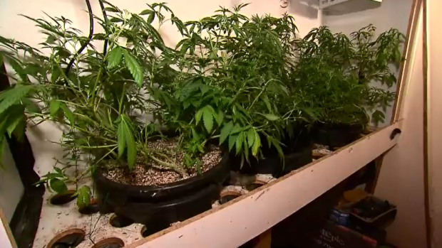 Police have seized 50 mature marijuana plants worth $200,000 from a commercial building in Welshpool. 