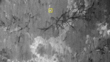 Thermal imagery from sensors on drones has identified koalas (ringed in yellow) in Petrie bushland.