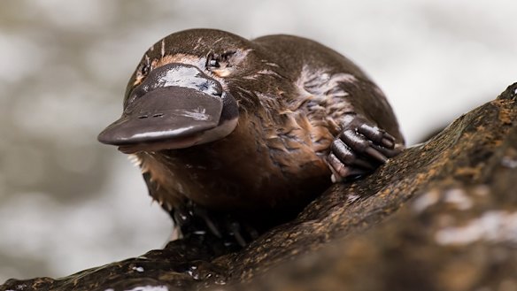Melbourne's platypuses are being exposed to high levels of anti-depressants.