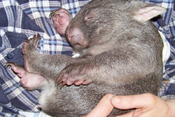 A wombat joey rescued by the Henry family.