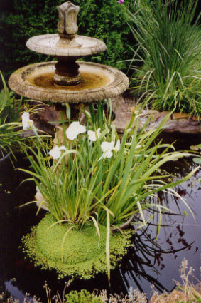 Empty and refill birdbaths at least once a week to prevent mosquitoes breeding.