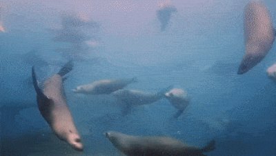 Sydney’s seals