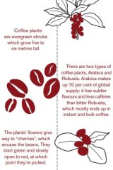 Seed to cup: how coffee is produced.