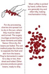 Seed to cup: how coffee is produced.