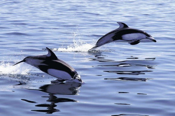 Pacific white-sided dolphins jump around a sightseeing boat in Japan’s Mutsu Bay.