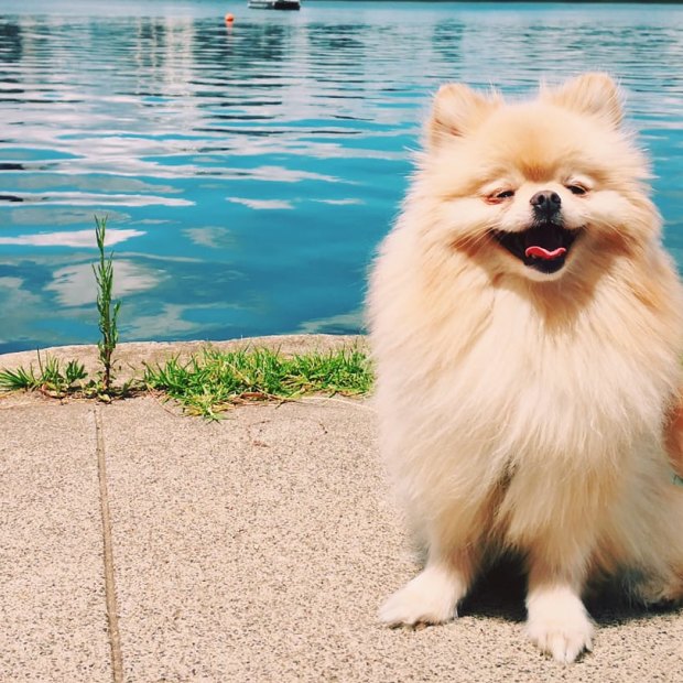 Kobe the Pomeranian.
