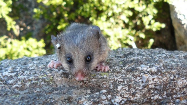 The mountain pygmy possum is the only Australian mammal that lives solely above the snow line.