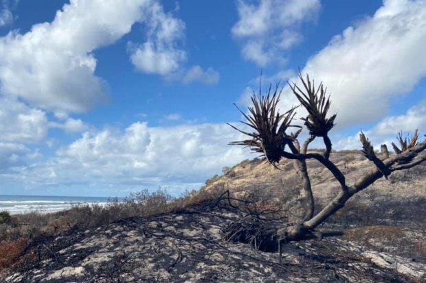 The Fraser Island fire scorched hectares of vegetation in late 2020.