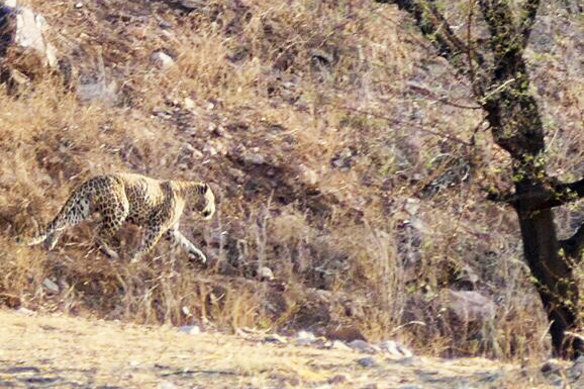 Leopards still roam freely in India, with the highest concentration just
outside Udaipur.