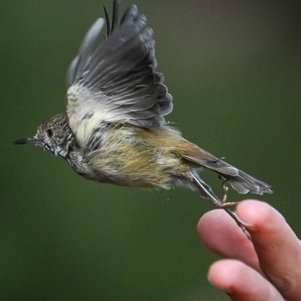 The King Island thornbill: can we bring it back from the brink?