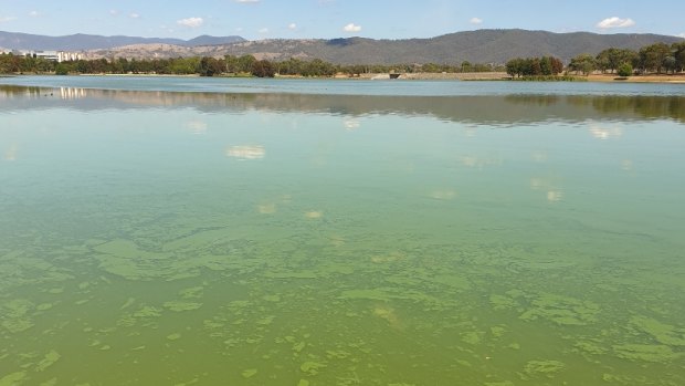 Lake Tuggeranong in a paint-like layer of algae after its most recent bloom.