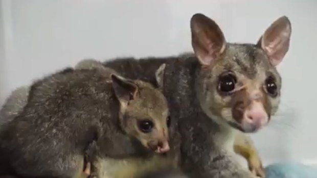 Possum rescuers realise baby was left behind in drainpipe