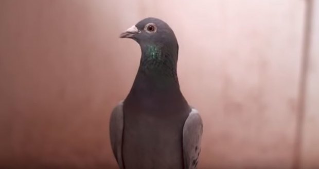 Armando, the pigeon that sold for a record $2 million.