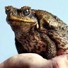 A warts-and-all way to kill cane toads humanely – without the ‘zombie’ effect