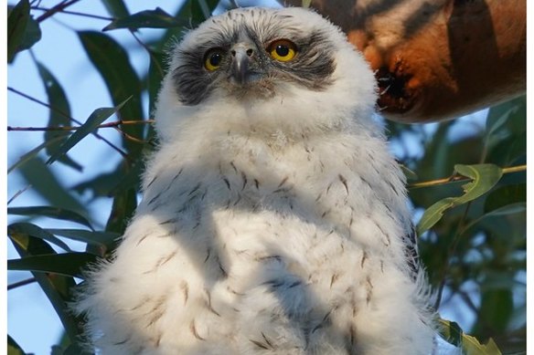 A powerful owlet spends its first morning out of the nest.