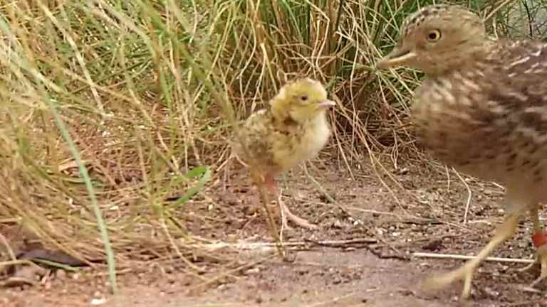 The father of the four, Woods, will raise his chicks until they are ready to, metaphorically, fly the coop. 