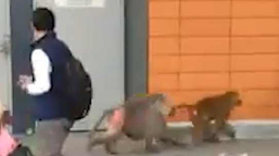 Screenshots of video taken of baboons outside Royal Prince Alfred Hospital in Sydney.
