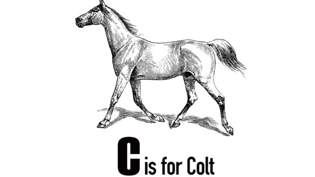 Not to be confused with a filly.