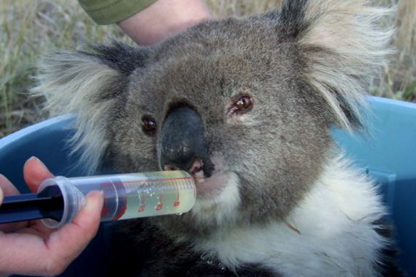 A wildlife triage centre will be set up in Bairnsdale.