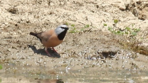 The southern black-throated finch could be brought to the brink by coal-mining developments.