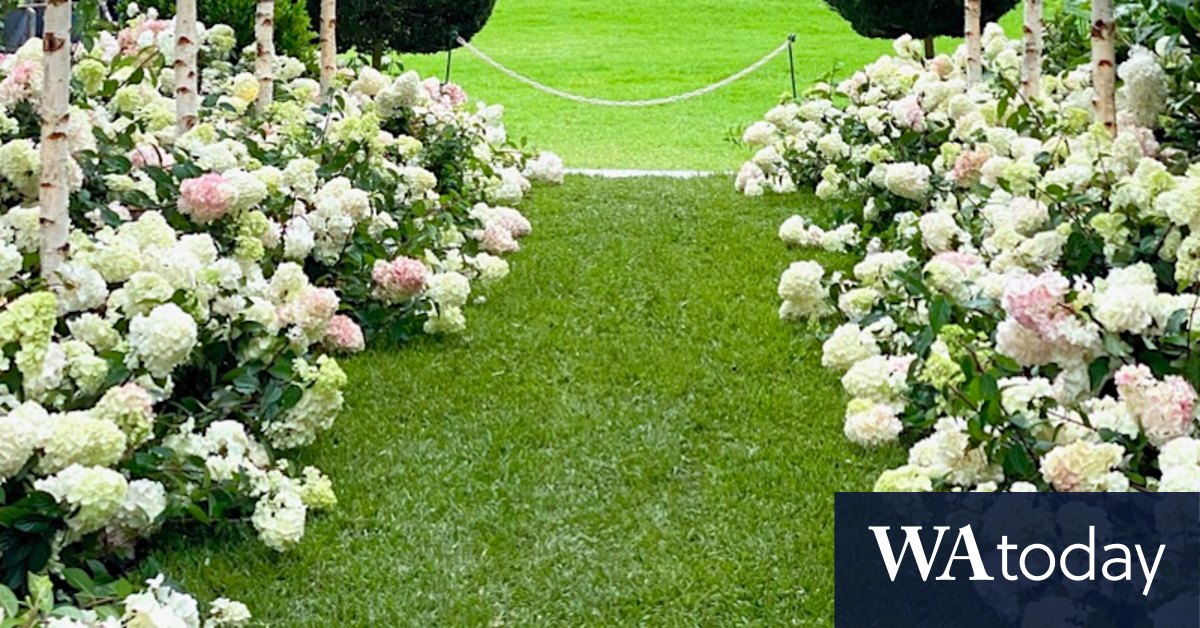 White flowers for the garden: a guide - Vimarsana News