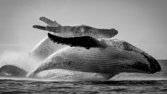 Whales off the coast of Lennox Head.