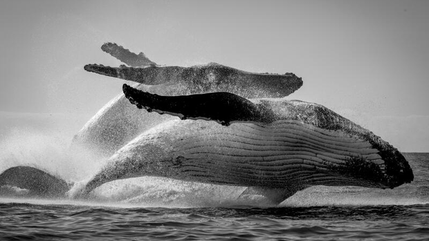 The ‘creme de la creme’ of humpback whale photos