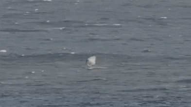 WA wind surfer’s miracle escape from great white shark captured on camera