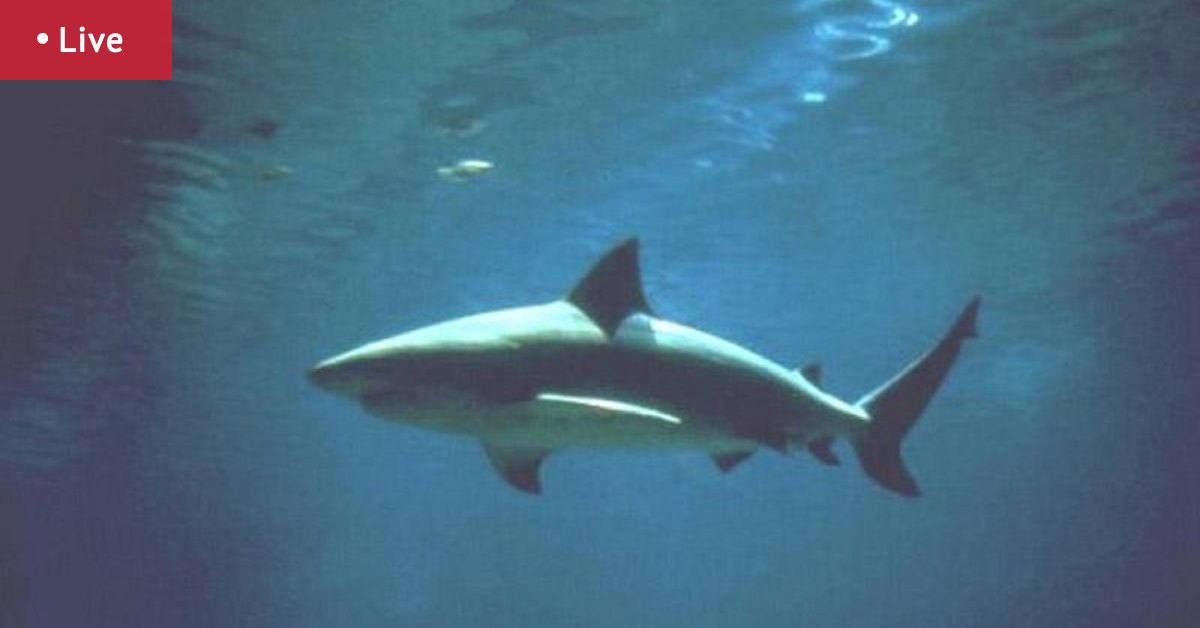 Large bull shark lurking in Swan River; Kimberley luxury resort hit by Cyclone Fina uninsured