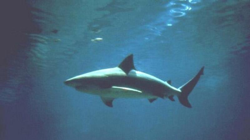 V reki Swan že teden dni opažen velik bikovski morski pes