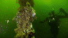 Decomposing sponges are part of the wildlife that has been killed by the algal bloom.